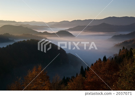 自然景色 雲海 楓樹 2037071