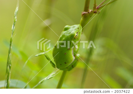 Schlegel frog 2037422