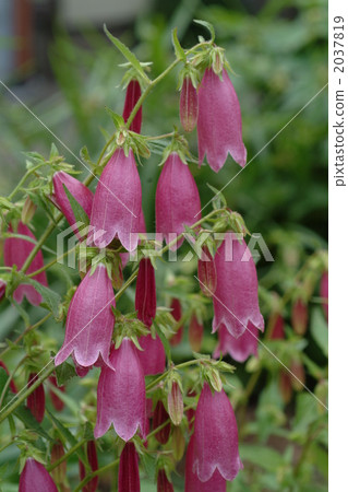 山螢袋 山螢袋 2037819