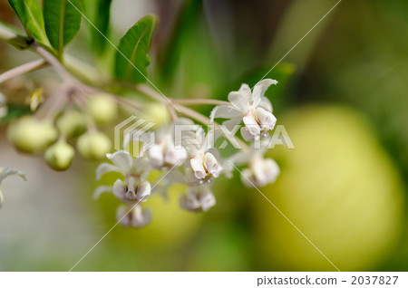 Fusenia towata 2037827