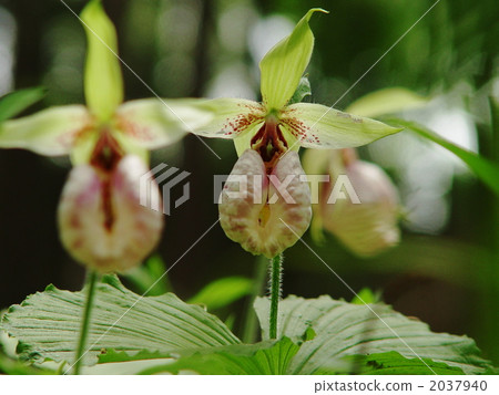 May 0 Seaside and Orchids Department 12 May 0 Seaside and Orchids Department 12 2037940