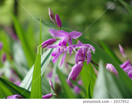 May 0 Silane · Orchid Department 08 2037952