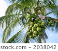 一個椰子 2038042