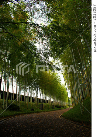 竹子 竹 無憂無慮 2038087