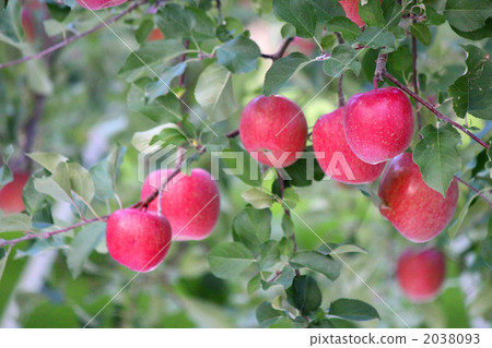 bear fruit, ripen, apple 2038093