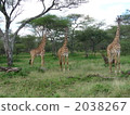 Tanzanian giraffe, giraffe, three giraffes 2038267