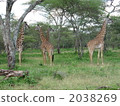 Four Tanzanian giraffes, giraffes, giraffes, giraffes 2038269