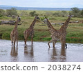Tanzanian giraffe, giraffe, giraffe family 2038274