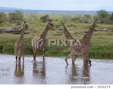 Tanzanian giraffe, giraffe, giraffe family 2038274