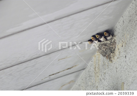 swallow swallow 2039339