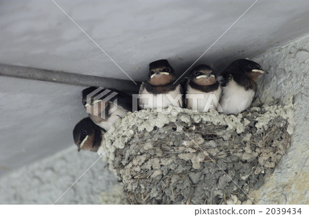 swallow 2039434