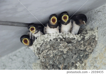 swallow 2039435