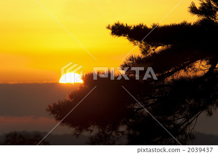 Pine and sunrise 2039437
