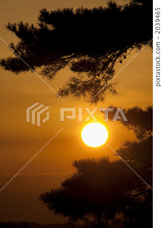 Pine and sunrise Pine and sunrise 2039465