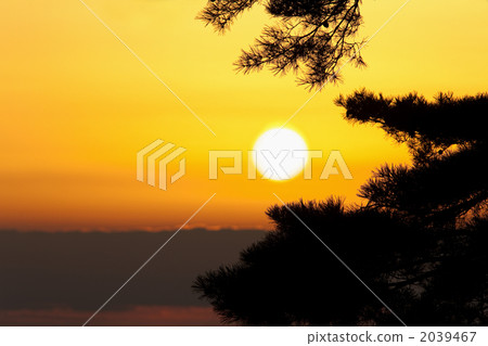 Pine and sunrise Pine and sunrise 2039467