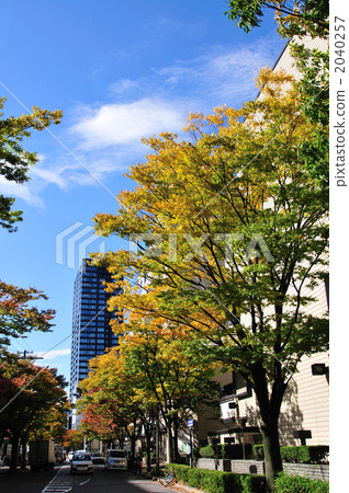 Keiyaki Street's Autumn Leaves 2040257