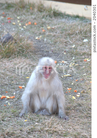 shirosaru, japanese macaque, japanese monkey 2040301