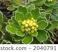 菊花pacificum 2040791
