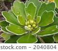 菊花pacificum 2040804