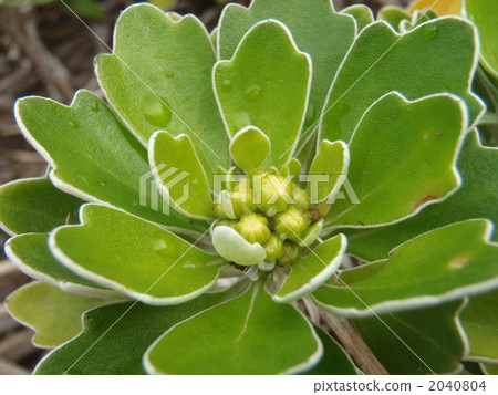 菊花pacificum 菊花pacificum 2040804