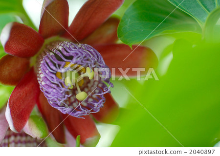 百香果花 2040897