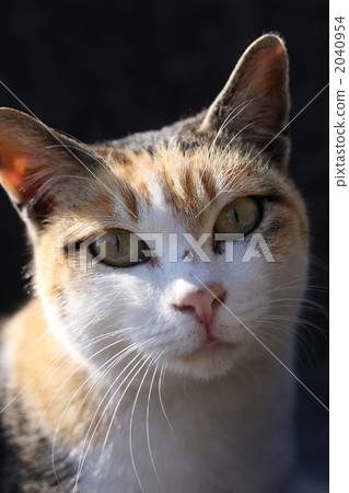 Mikuri cat black back 2040954