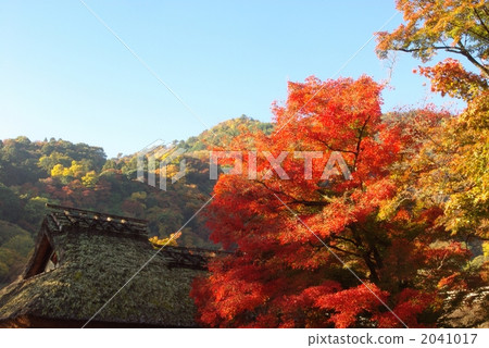 Arashiyama秋葉 Arashiyama秋葉 2041017