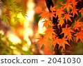 天空的楓樹 2041030