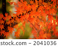紅楓 2041036