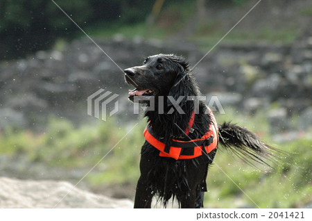 平毛拾獵犬 毛孩 動物 2041421