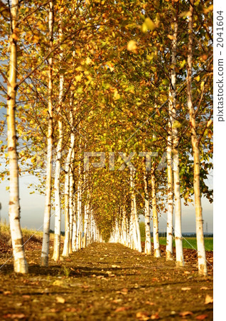 Birch road Birch road 2041604