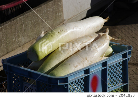 蘿蔔的收穫 2041883