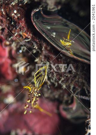 Mikaduki common shrimp Mikaduki common shrimp 2041961