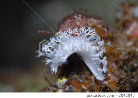 White tailed sea cow 2042043