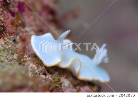 Meringue sea bream Meringue sea bream 2042050