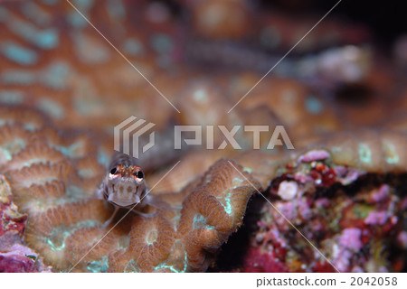 石垣青蛙 石垣青蛙 2042058