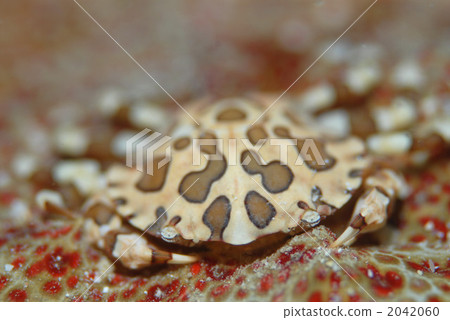 Sea cucumber Sea cucumber 2042060