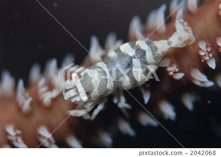 Purple shrimp 2042068