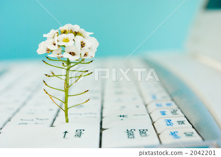 alyssum, plant, vegetative 2042201