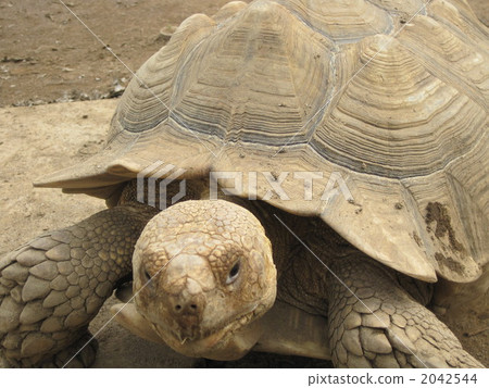 African spurred tortoise African spurred tortoise 2042544