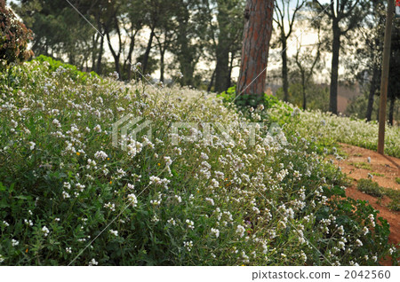 Flowers 2042560