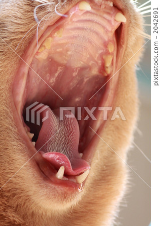 Up of the mouth of a cat (Abyssinian) 2042691