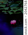 Water lily 2042768