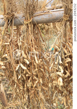 黑豆 幹 乾燥 2043232