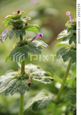 野花 寶蓋草 日本乳頭麥汁 2043254