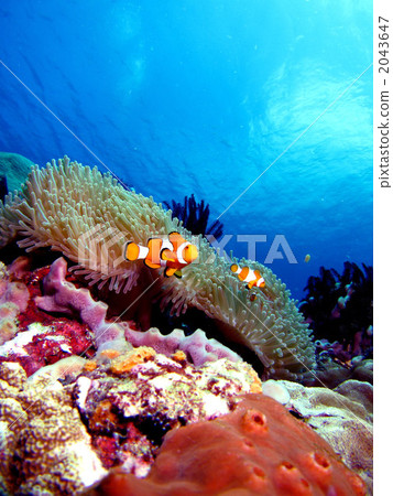 Clown anemonefish and sea anemones 2043647