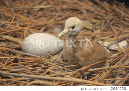 起重機的誕生 2044250