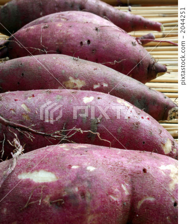 番薯 甘藷 甘薯 2044251