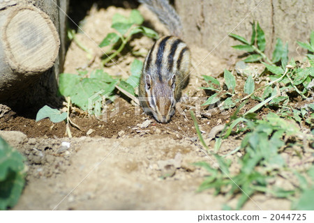 花栗鼠 花栗鼠 2044725