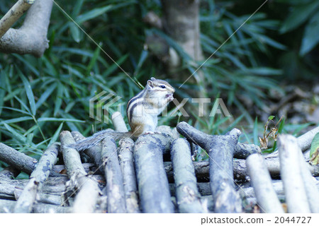 花栗鼠 花栗鼠 2044727